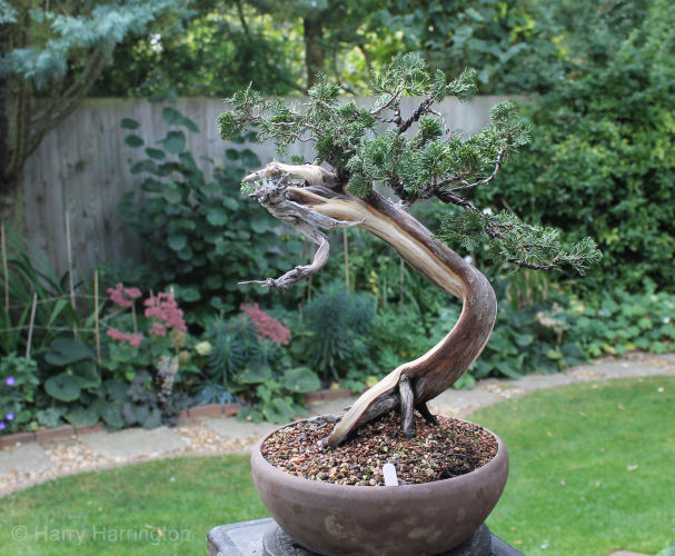 juniper bonsai